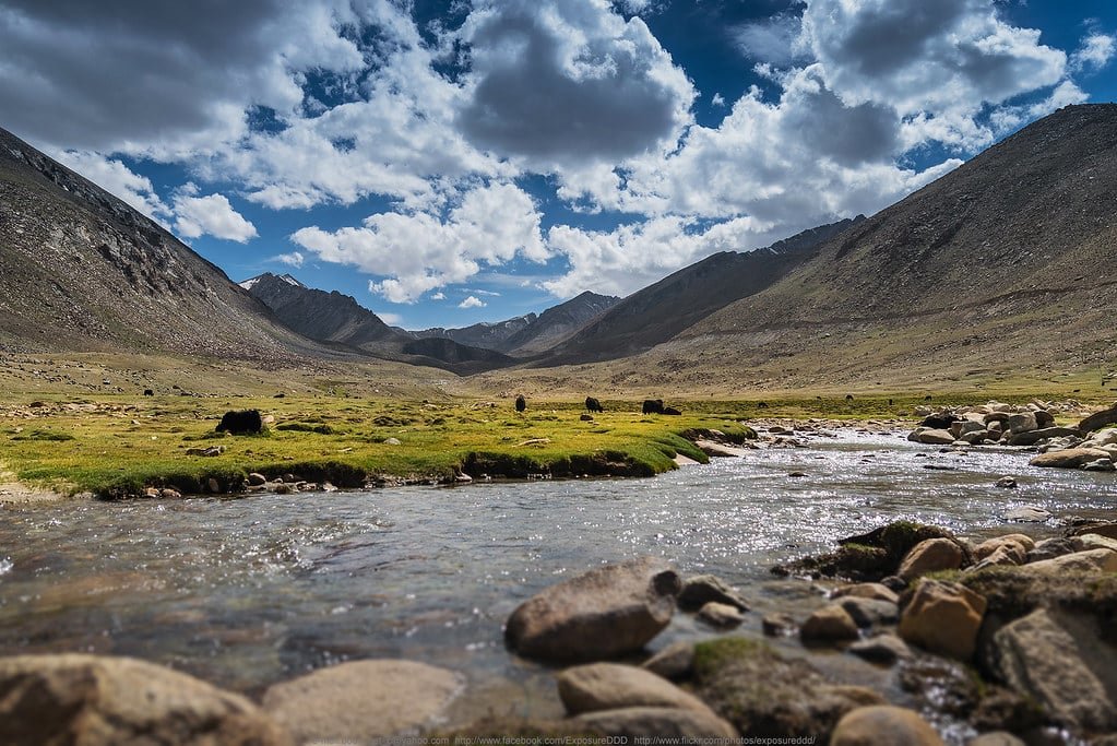A clear stream flowing through Nubra Valley with grazing yaks and mountains in ladakh