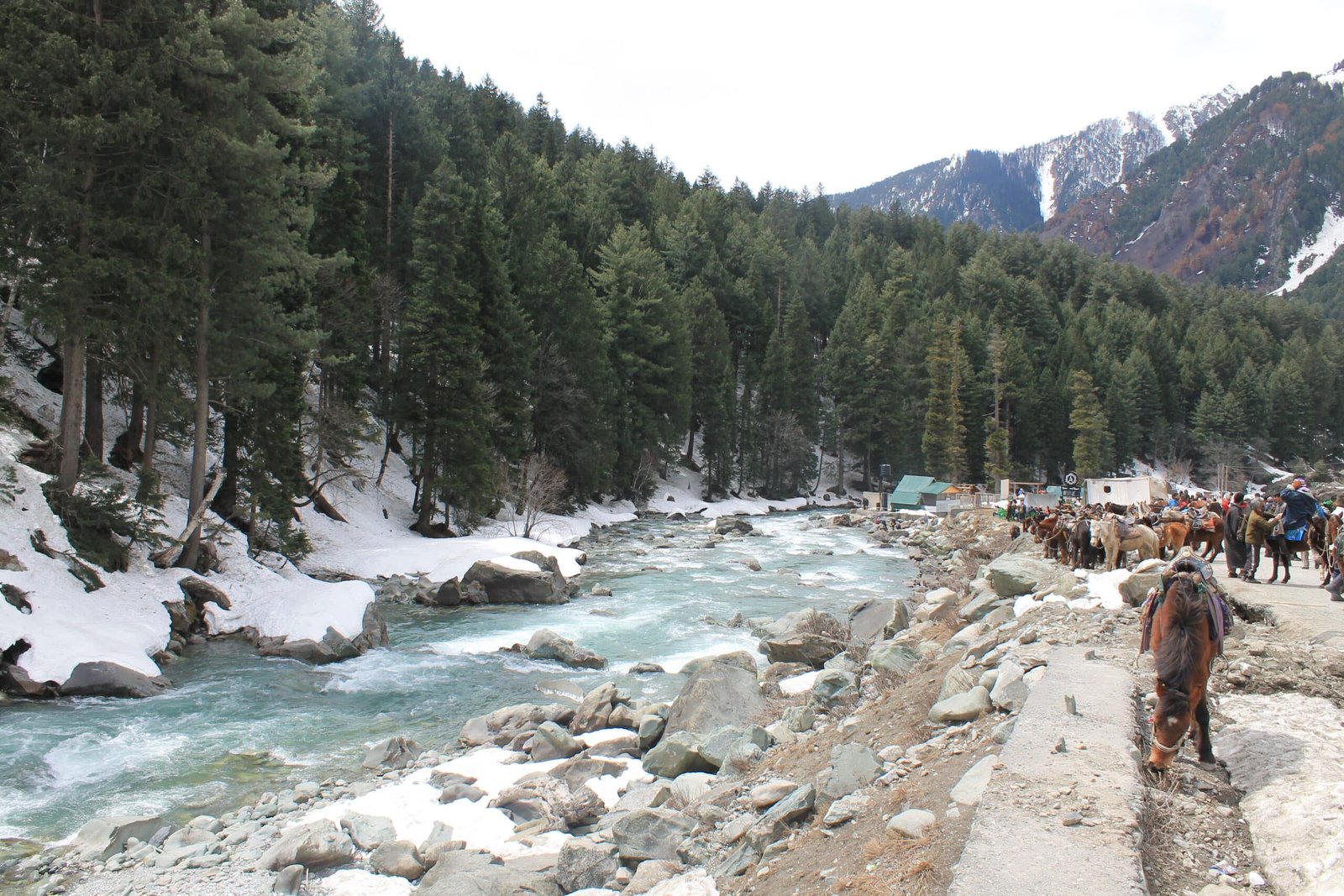 Snow-covered riverbank with pine forest and horses in a sonmarg valley in Kashmir