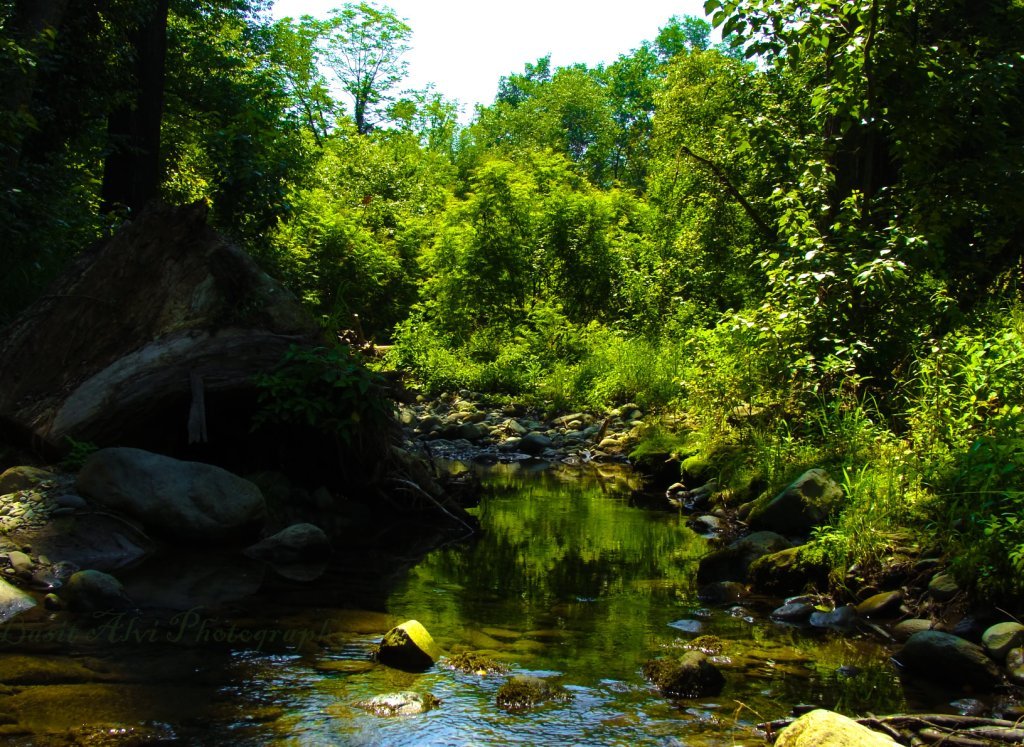 Small stream flowing through a Dachigam National Park in srinagar