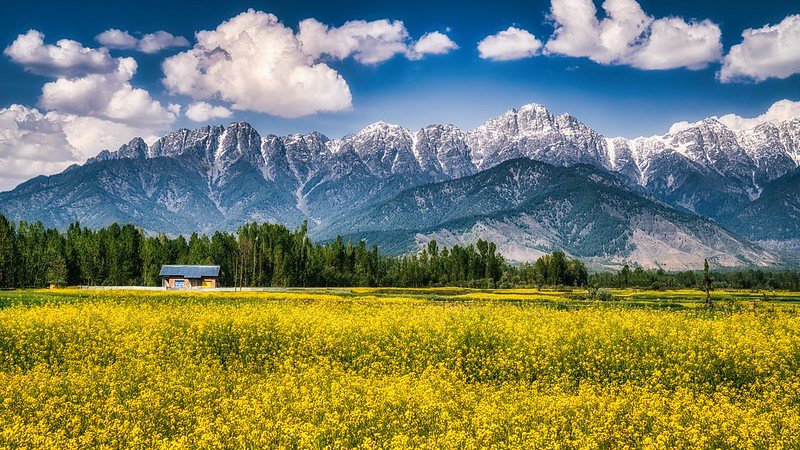 Yellow mustard field with a small house in kashmir in the month of june