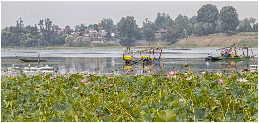 Lotus flowers and boats on Manasbal Lake with houses in the background