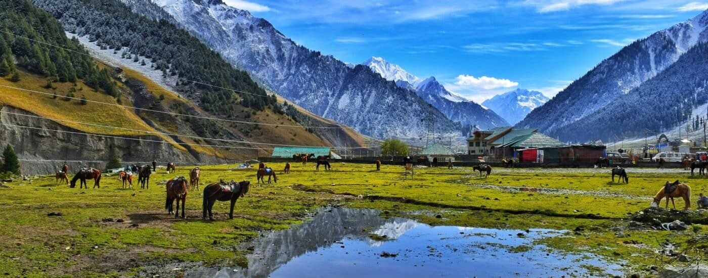 Scenic view of bota pathri with horses grazing on a green meadow and snow-covered mountains in the background