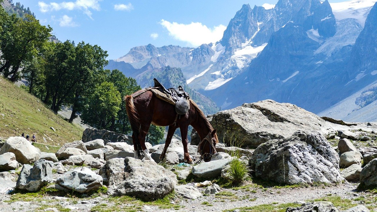 horse is grassing in the sonmarg valley