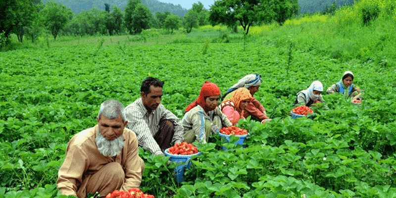 farmers are plucking strawberry from farms in strawberry valley