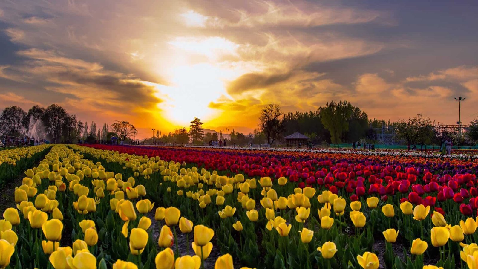 different type of fresh flowers in tulip garden during Srinagar in spring