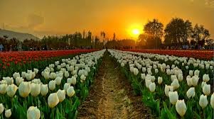 Tulip garden with rows of white and red flowers at sunset