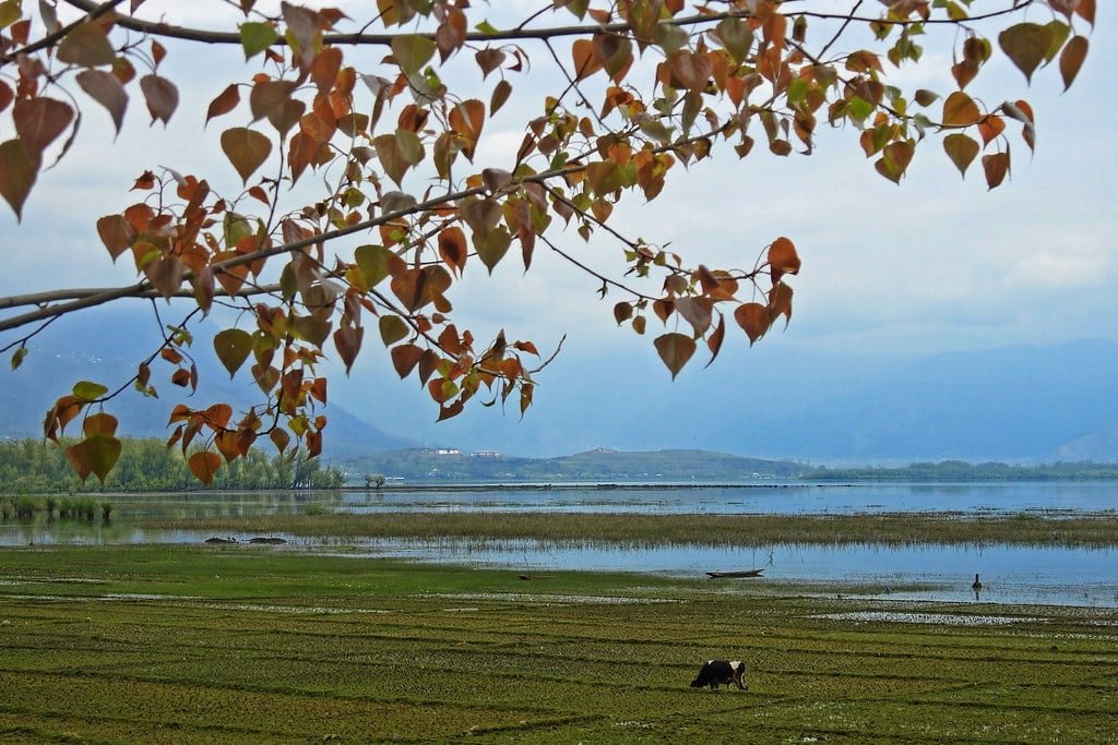 Scenic view of Wular Lake with autumn leaves and a grazing animal near the water