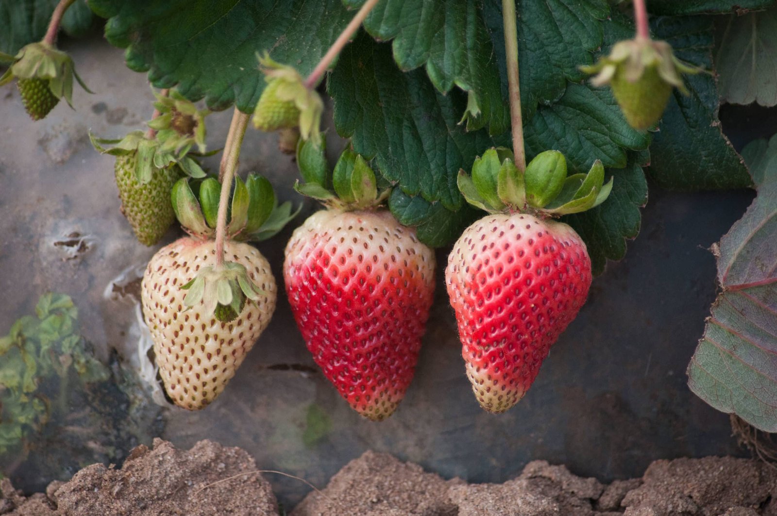 Ripening strawberries in strawberry valley