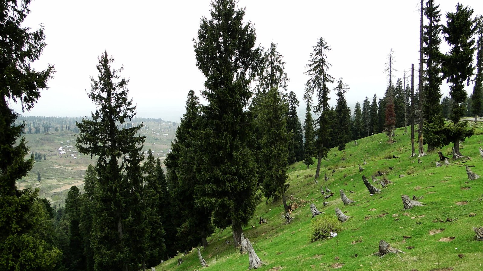 Green hillside with tall pine trees and scattered tree stumps at Doodhpathri Kashmir