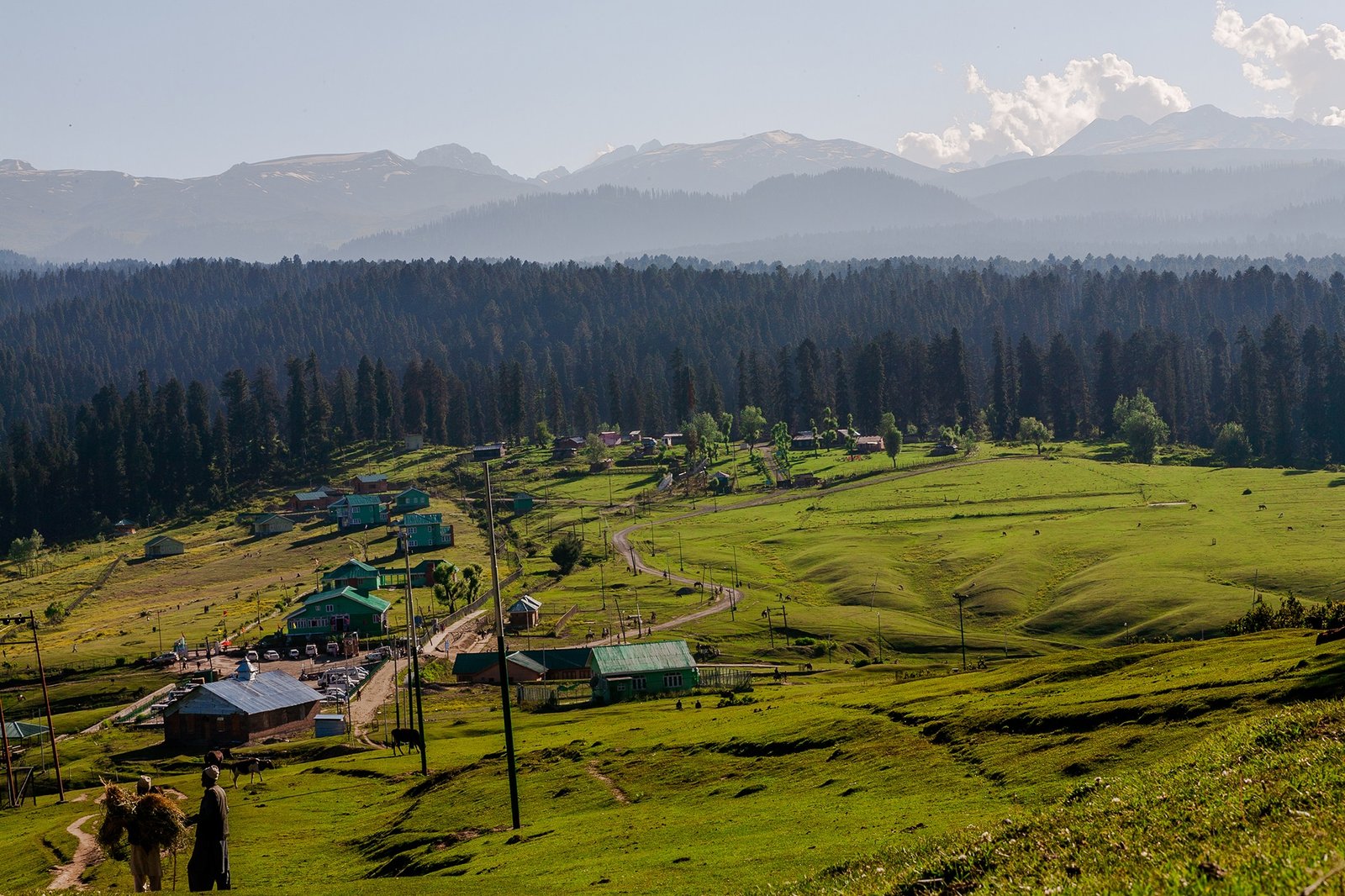 A scenic valley with rolling green meadows, dotted with small colorful houses and utility poles, set against a backdrop of dense pine forest in kashmir