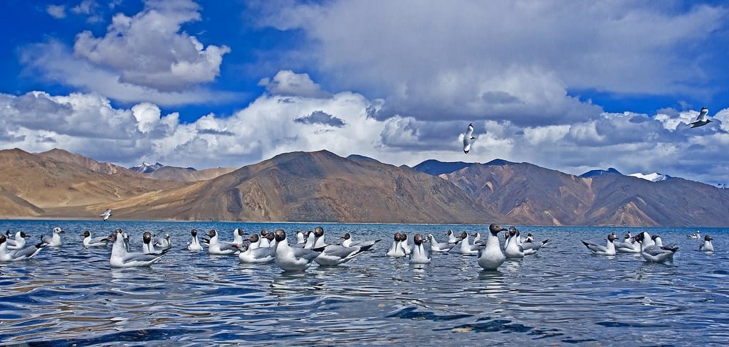 Flock of seagulls floating on the clear blue waters of Pangong Lake