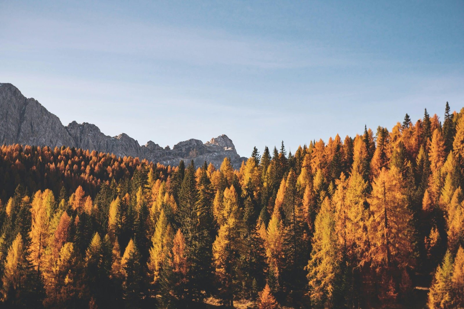 Autumn forest with colorful trees and mountains in the background