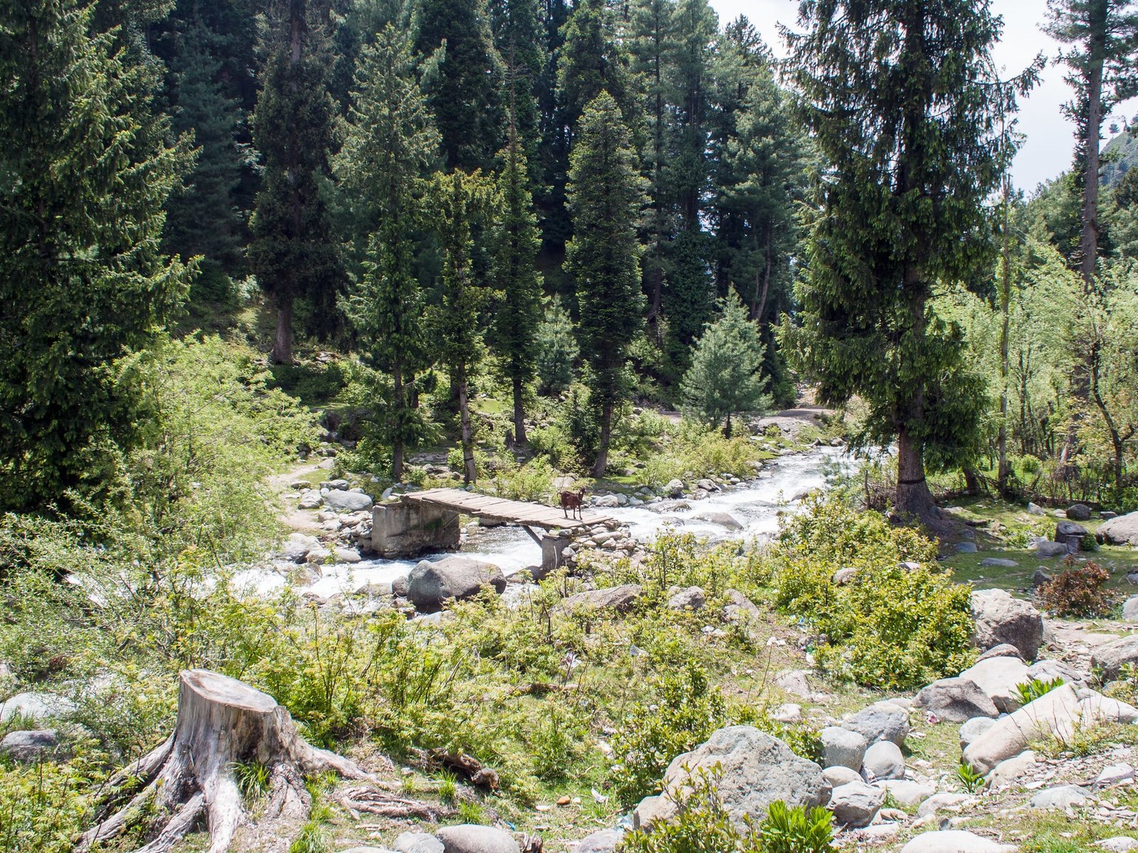 Lush forested scene in Daksum Valley with a rocky stream