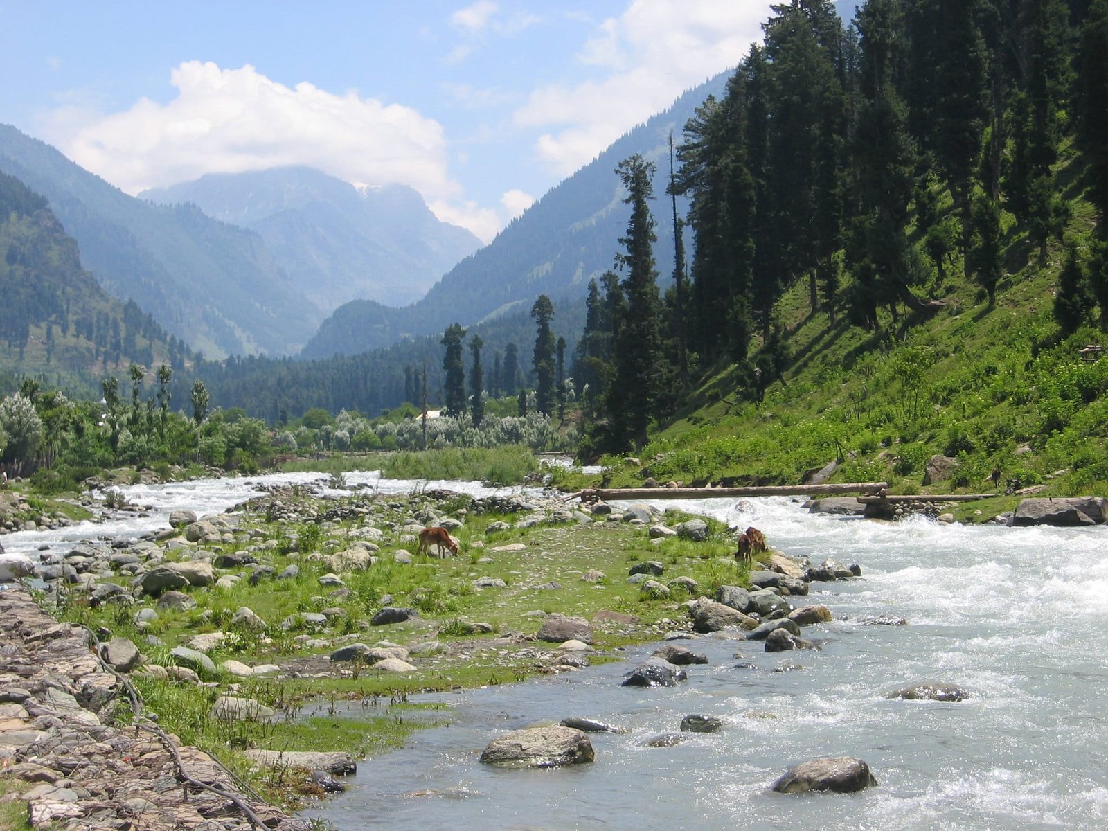 The Lidder River flows swiftly through a lush green valley surrounded by tall pine trees