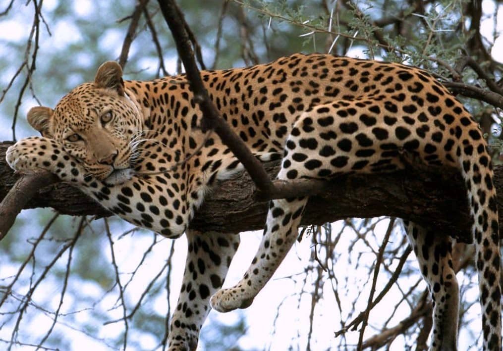 Leopard resting on a tree branch.
