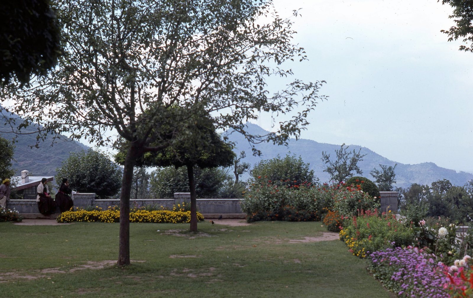 chashma shahi garden in the month of april in kashmir