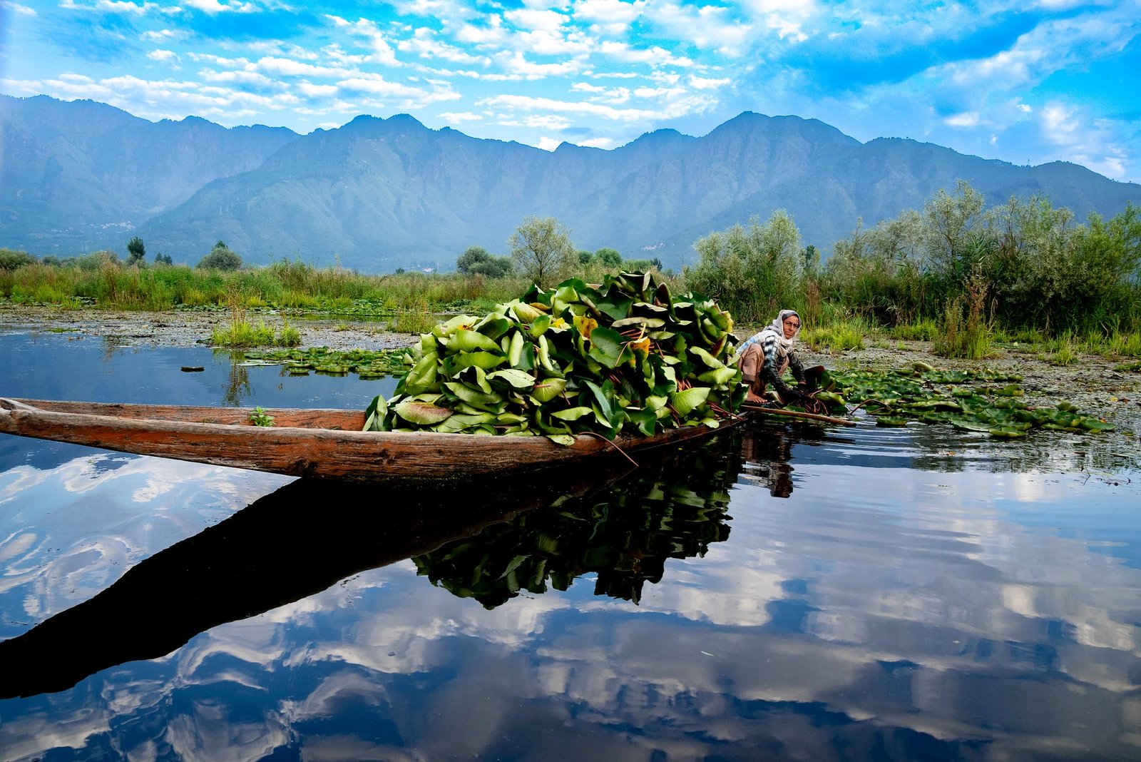 Lotus Harvesting in Kashmir Lakes