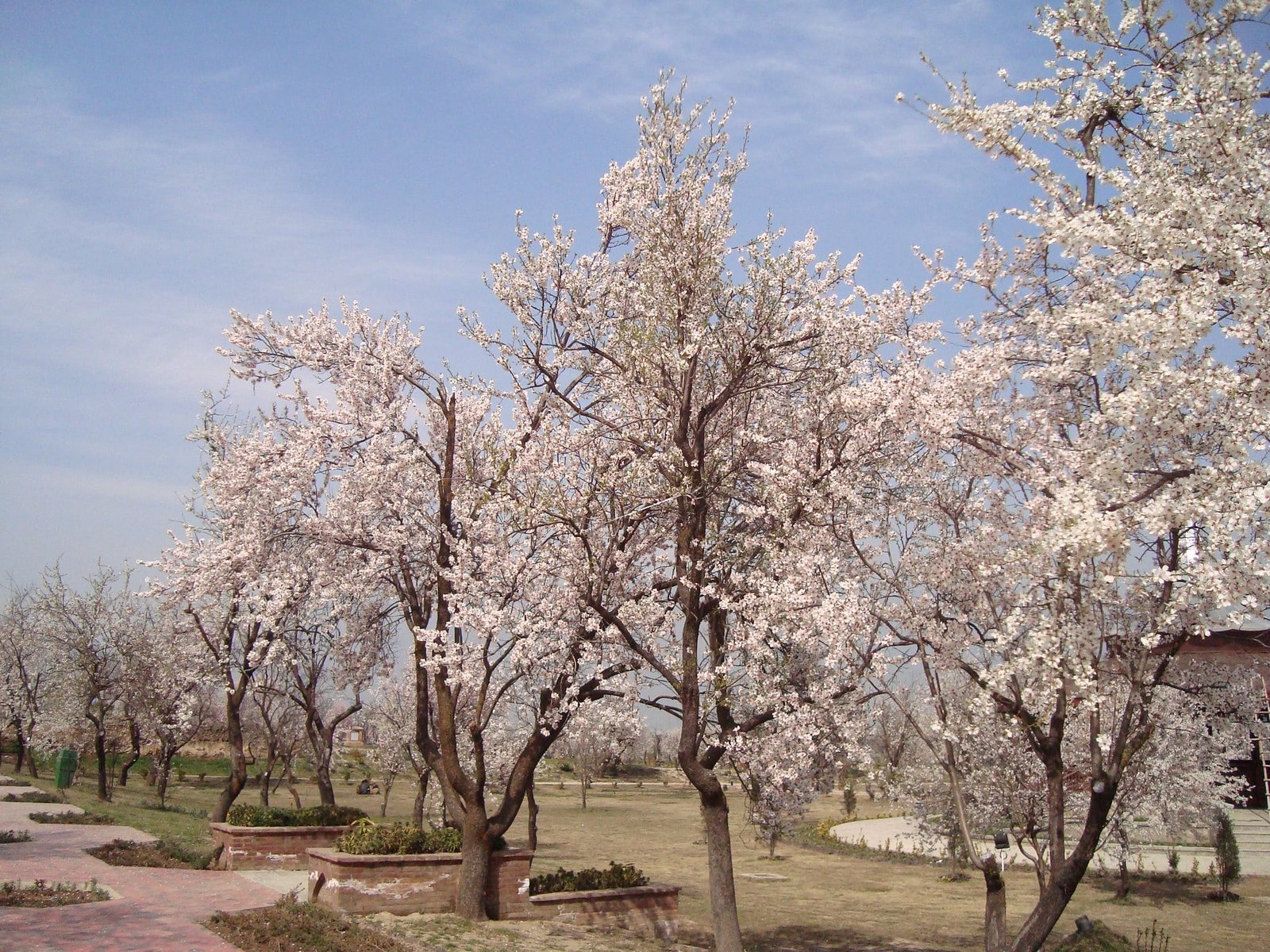 Cherry blossom trees in full bloom on a bright spring day in kashmir