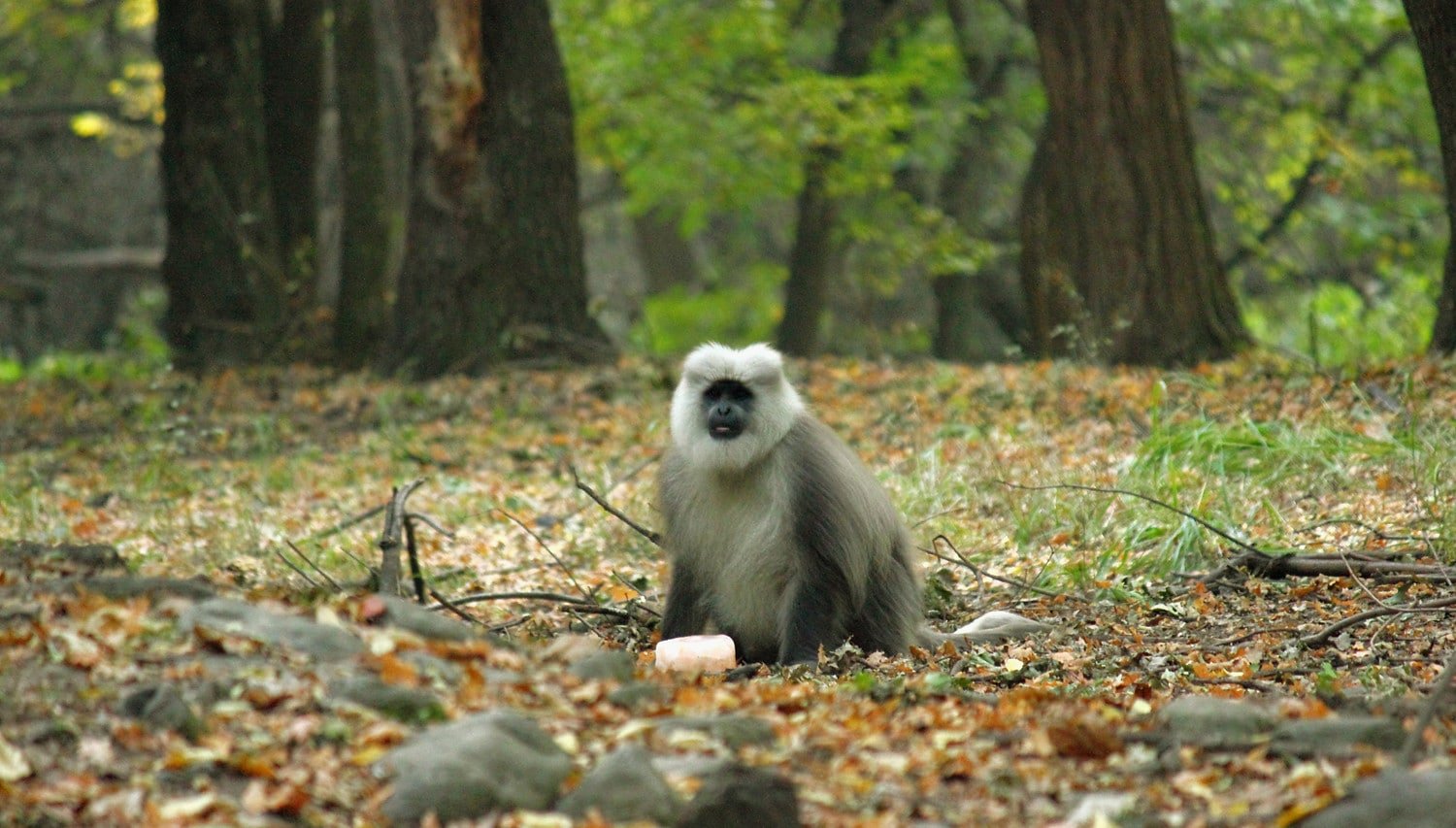 Monkey sitting on Dachigam National Park floor