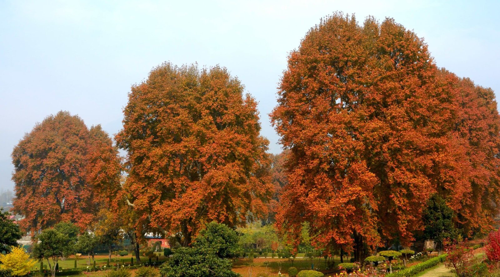 Naseem Bagh in autumn, showcasing a stunning canopy of Chinar trees painted in rich shades of orange and red