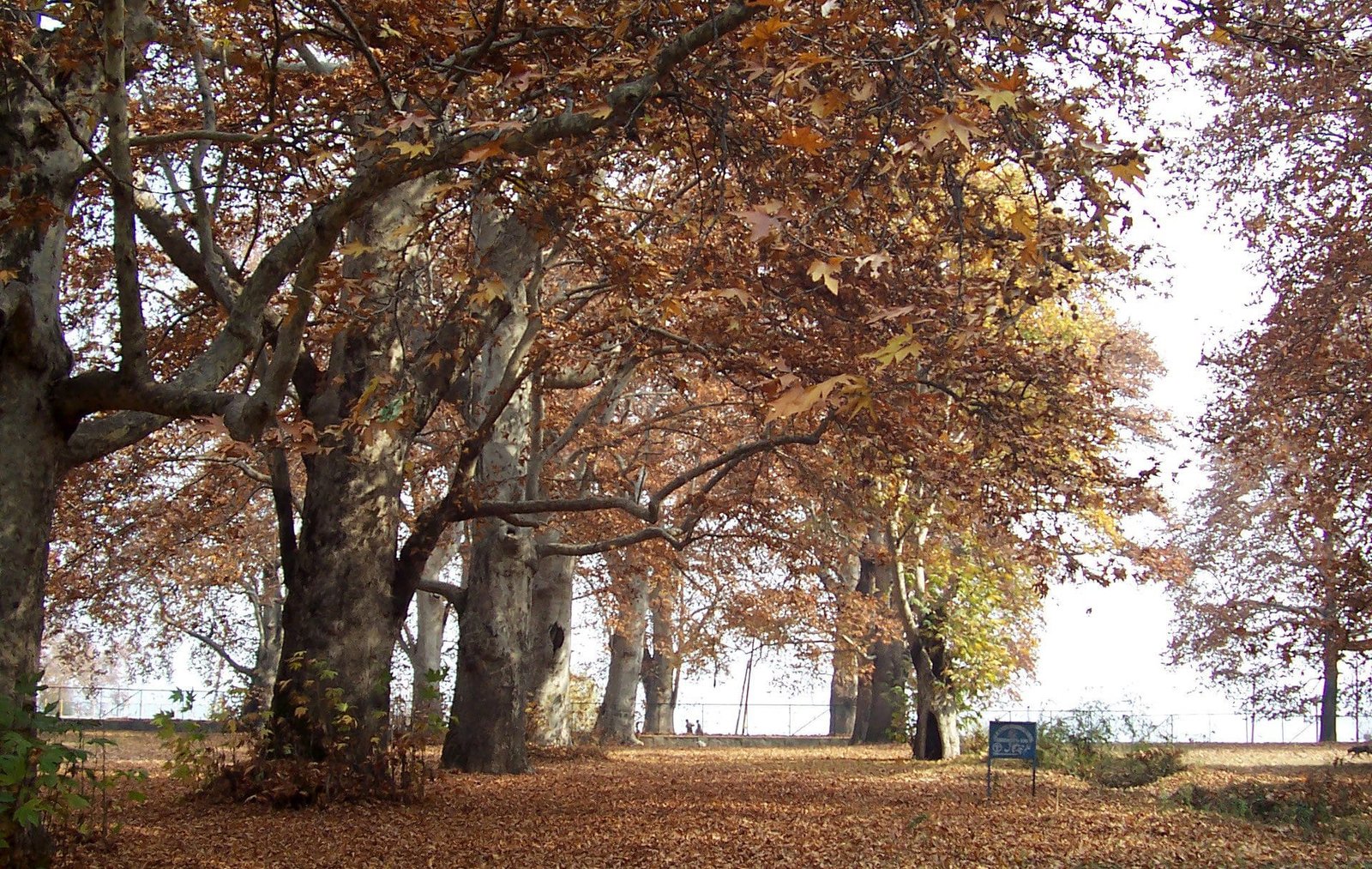Autumn trees in Chinar Bagh with fallen leaves on the ground.