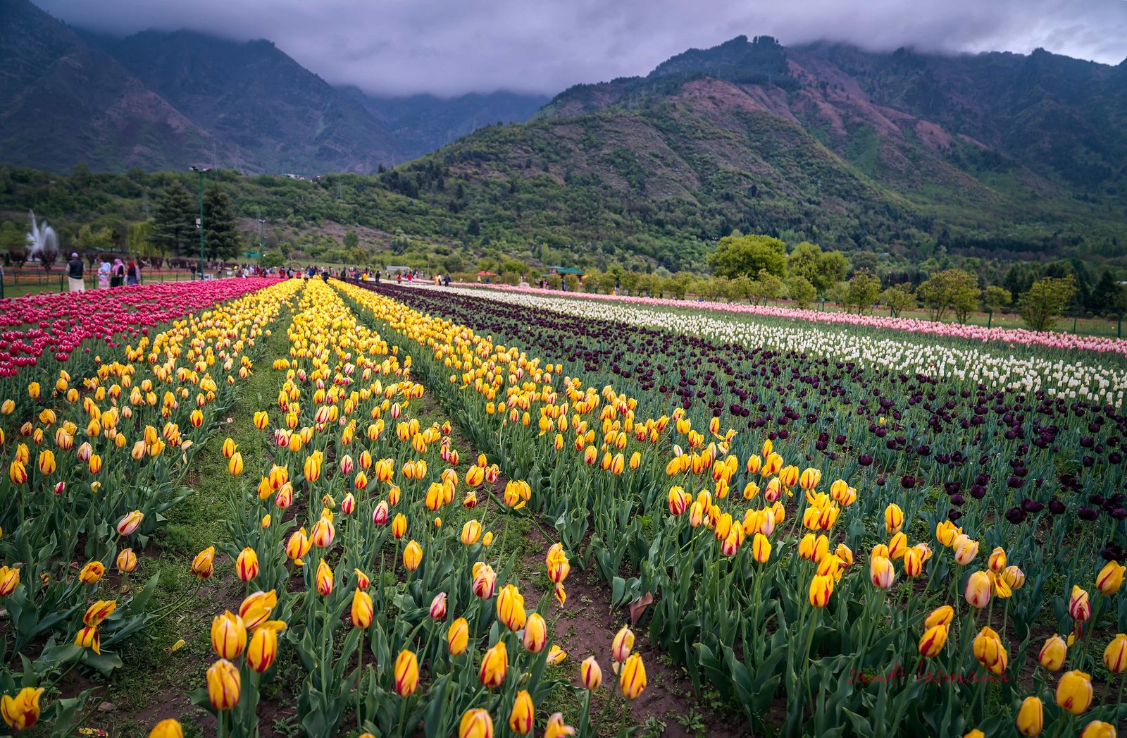image of flowers grown in indira gandhi memorial tulip garden