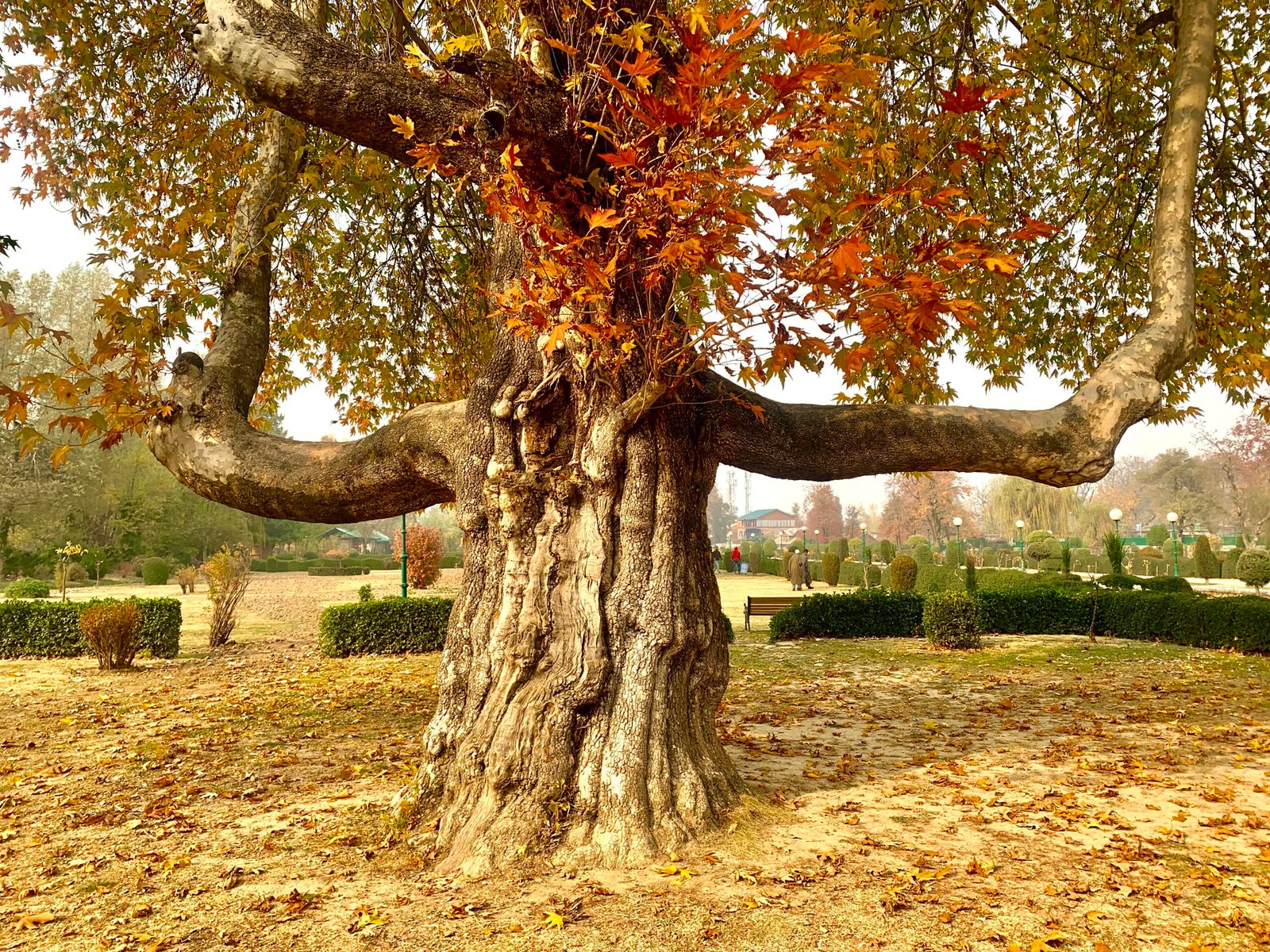 A large chinar tree with wide branches and autumn leaves in a landscaped garden