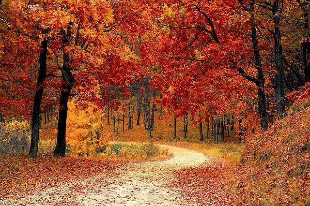 A winding path through a forest with vibrant red and orange autumn leaves