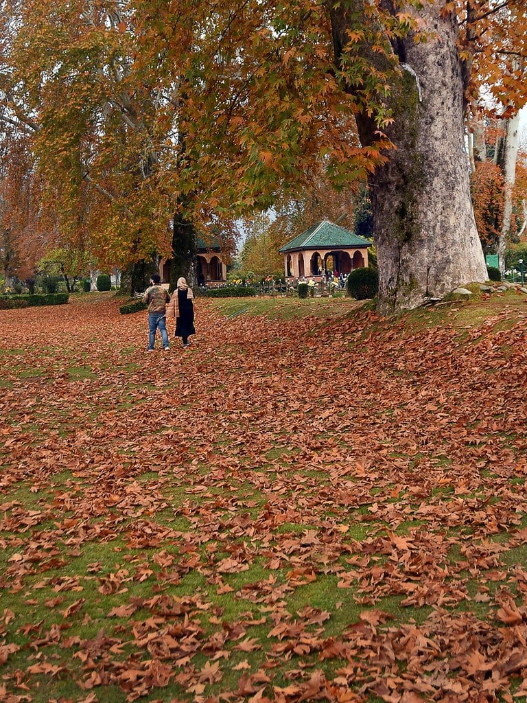 Two people walking through fallen Chinar leaves at Kashmir University in autumn.