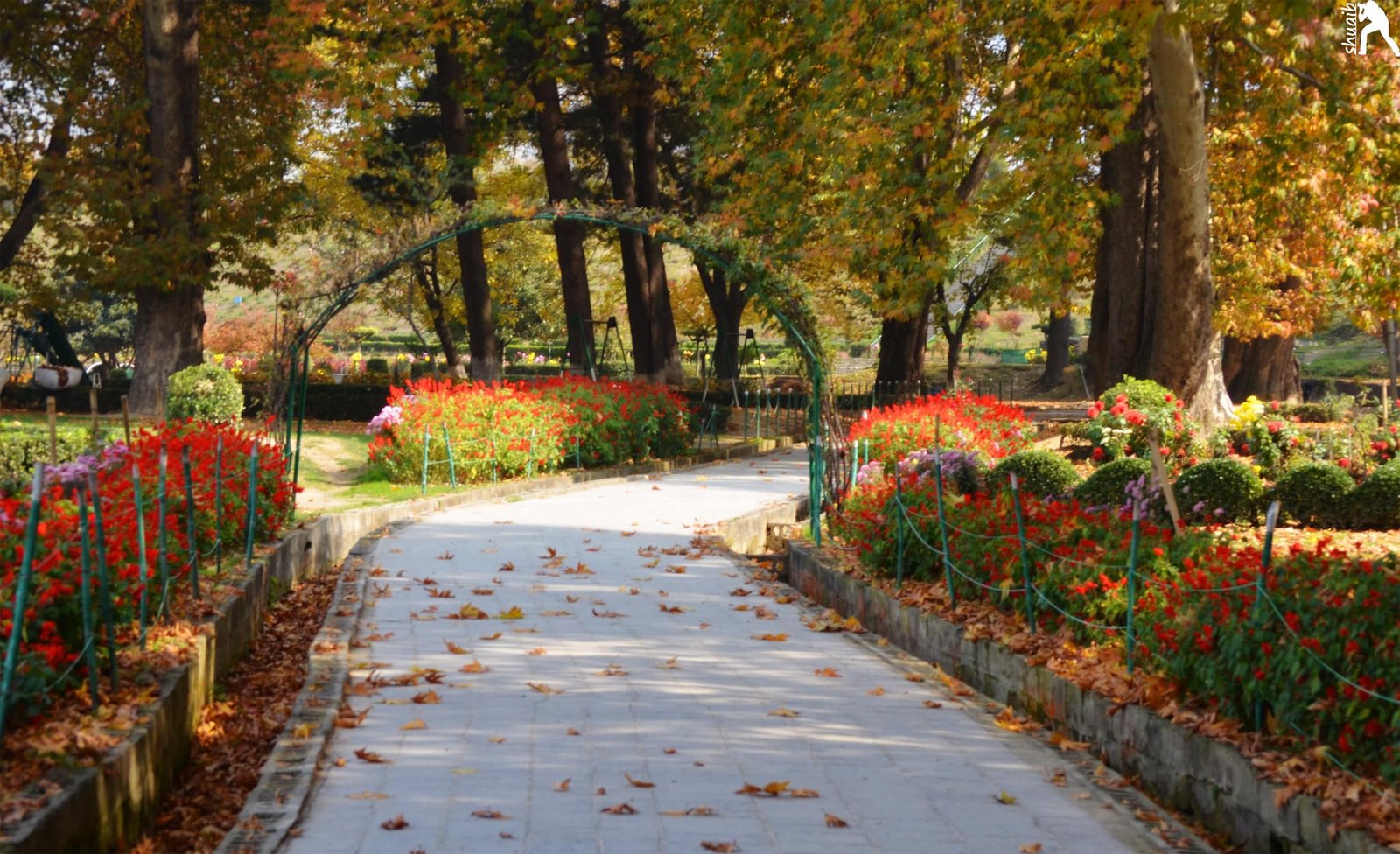 Pathway through Harwan Garden with flowers and autumn trees