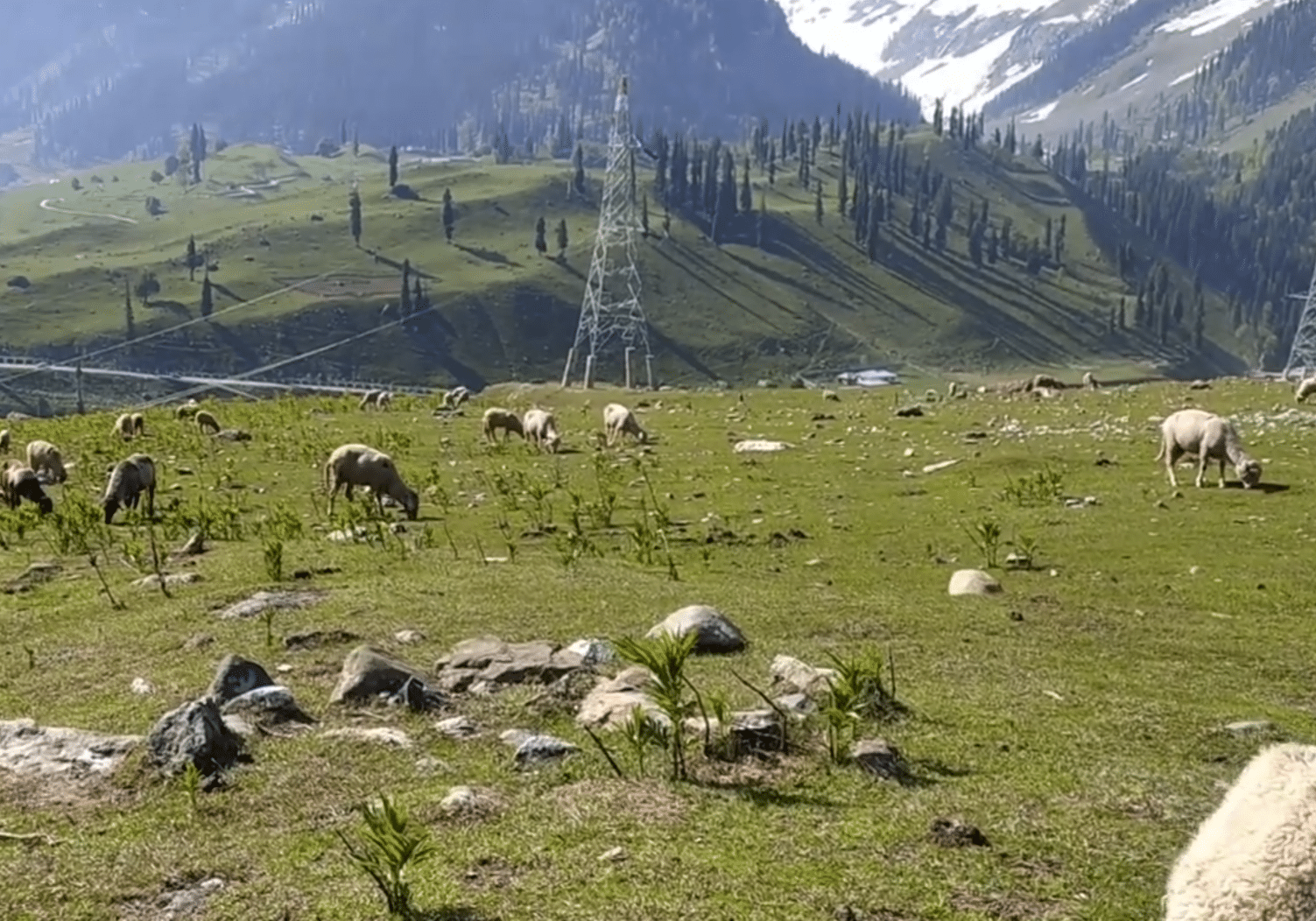 Sheep's are grassing at Table top in Sonamarg