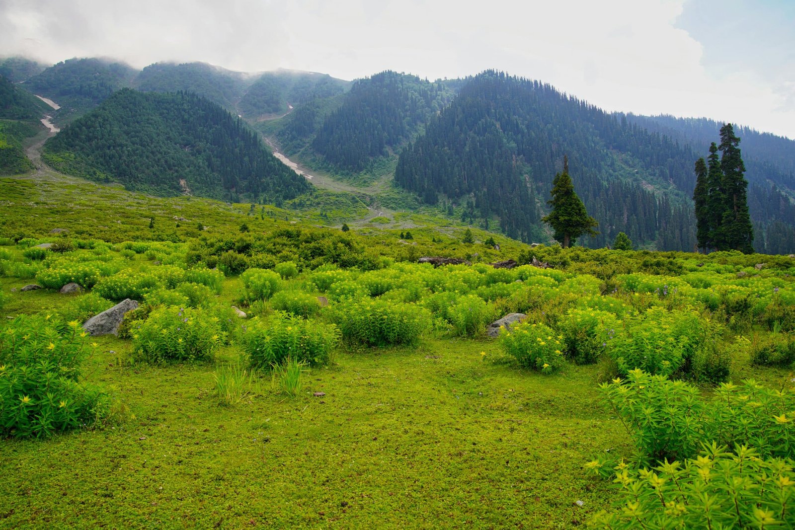 Lush green meadows and pine-covered hills