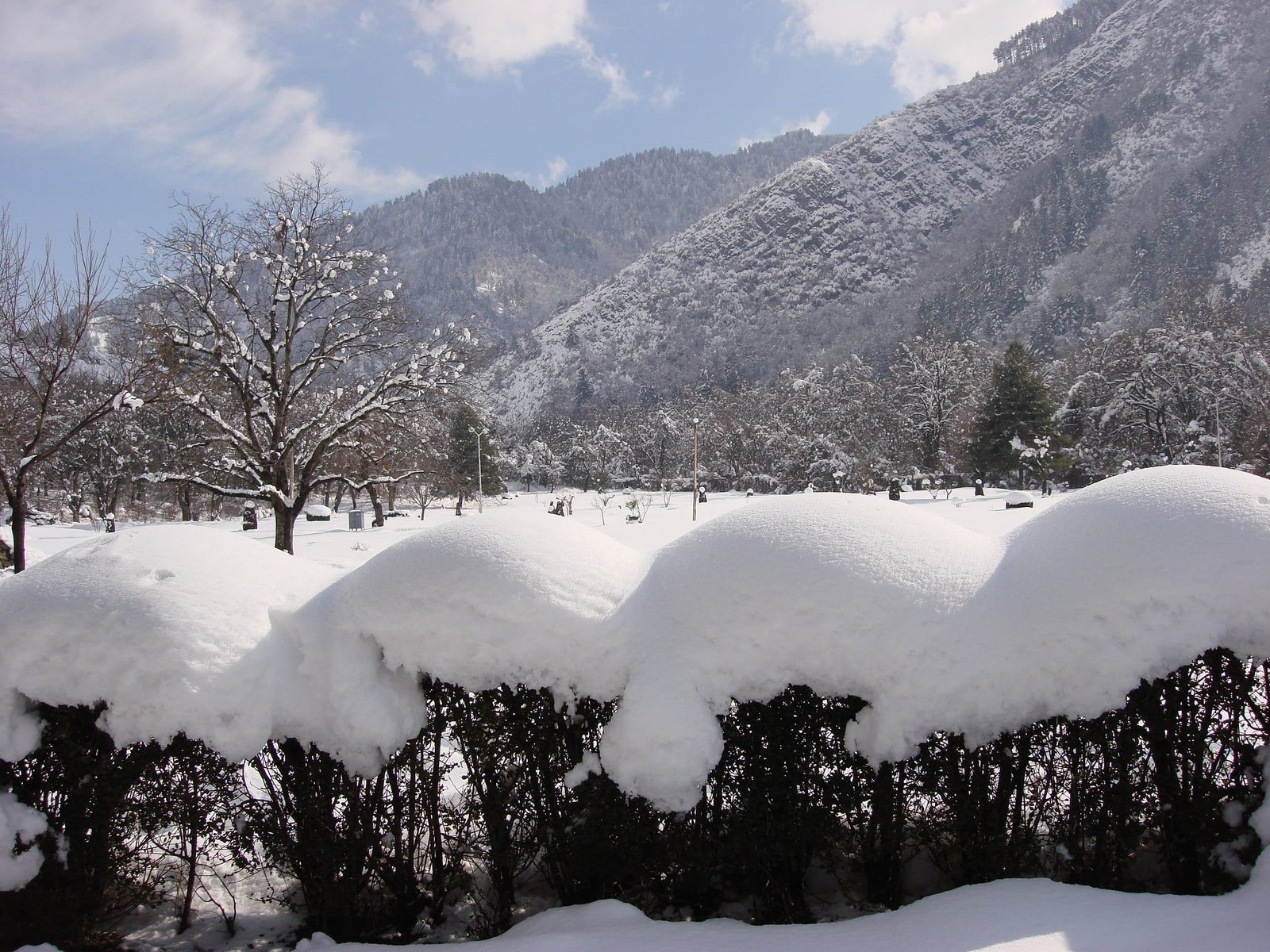 Snow-covered shrubs and trees in a winter in srinagar