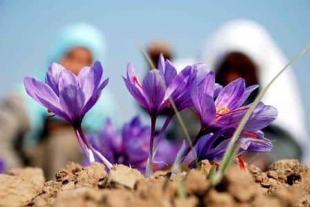 Close-up of blooming saffron flowers in Kashmir