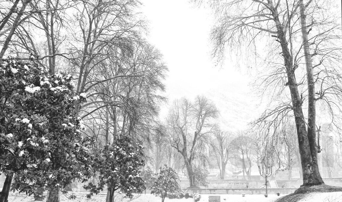 Snow-covered park with tall bare trees and evergreen shrubs during a winter snowfall