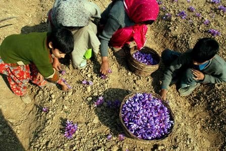 kids are collecting the saffron flowers from saffron feilds in kashmir