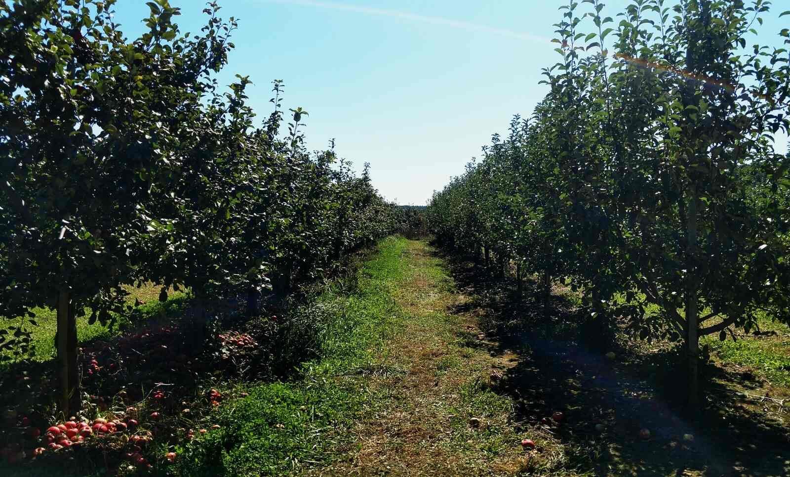 Rows of apple trees in an orchard under clear blue skies, with ripe red apples scattered on the grass between the trees