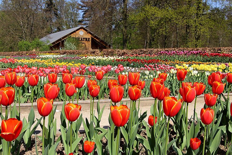 A vibrant tulip garden in full bloom with rows of colorful flowers in front of a rustic wooden building surrounded by trees.