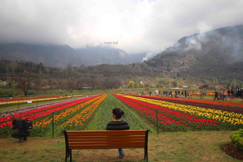 Person on bench facing tulip garden in srinagar with mountains in background