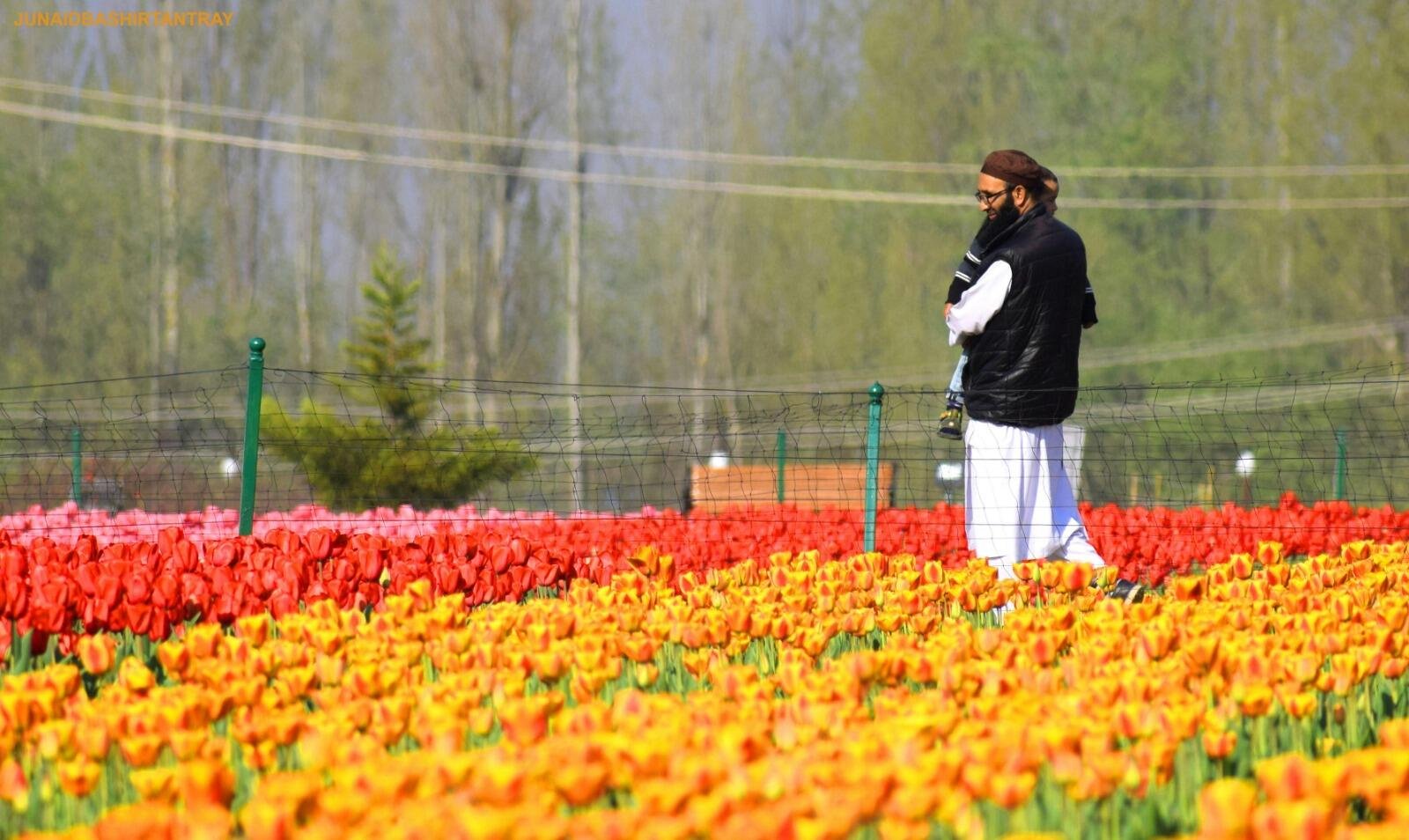 Man holding child in a tulip field in srinagar