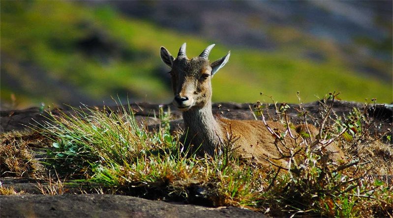 Wild goat resting among grass in Gulmarg Biosphere Reserve