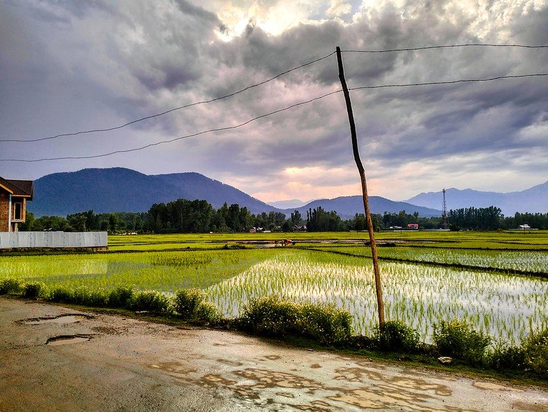 Lush green paddy fields in Kupwara with mountains in the background and a cloudy sky above