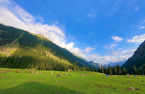 A vibrant green meadow in Pulwama, Kashmir