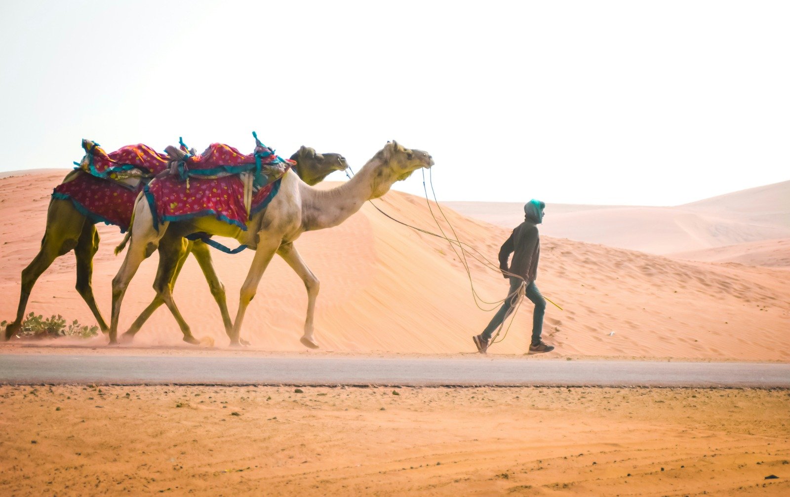 A person leads camels draped in colorful cloth through the sand dunes during a camel safari