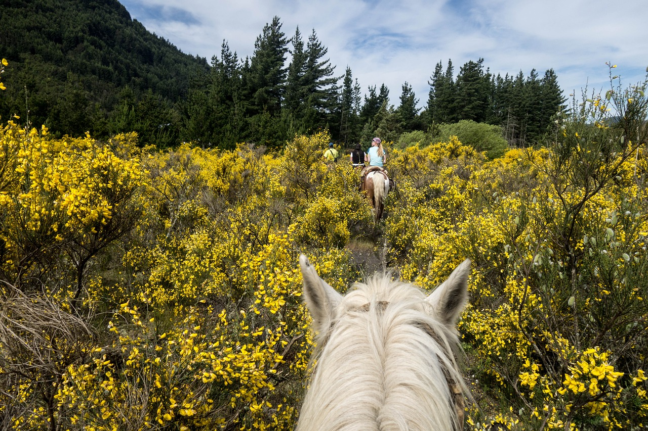 Horseback riders on a trail through yellow flowers and forest in Patnitop