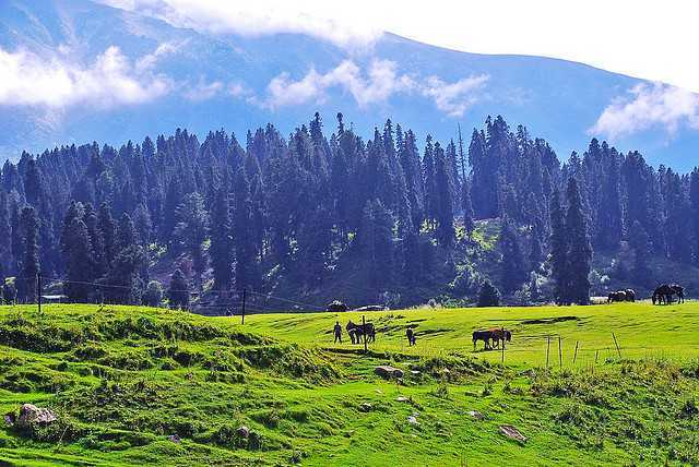 Lush green meadows with horses and pine trees, showcasing nearby places to visit in Gulmarg