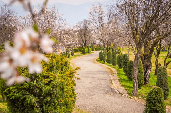 Peaceful walkway lined with blooming trees in Badamwari Garden in Srinagar