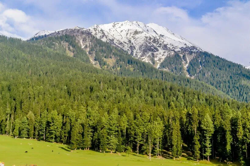 Snow-capped mountains and pine forests in Kashmir in April