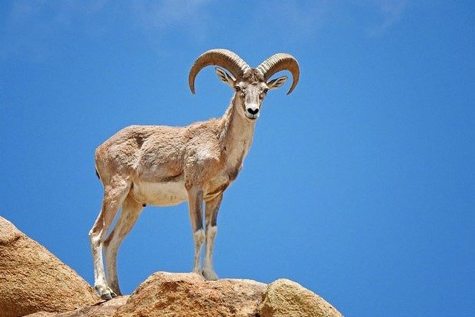 A majestic mountain goat with large curved horns stands confidently on a rocky cliff in ladakh