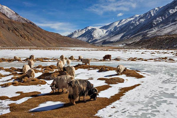 Herd of Yaks grazing on snowy patches in Ladakh’s mountain valley